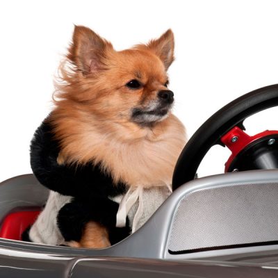 dog driving a car dressed up pet