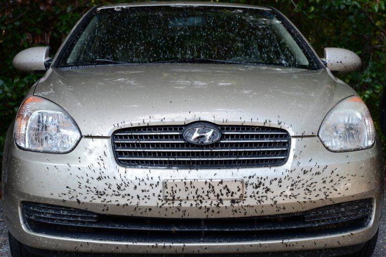 how to remove bugs on car bumper