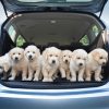 Opel Zafira and puppies