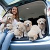 Opel Zafira and puppies