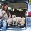 Opel Zafira and puppies