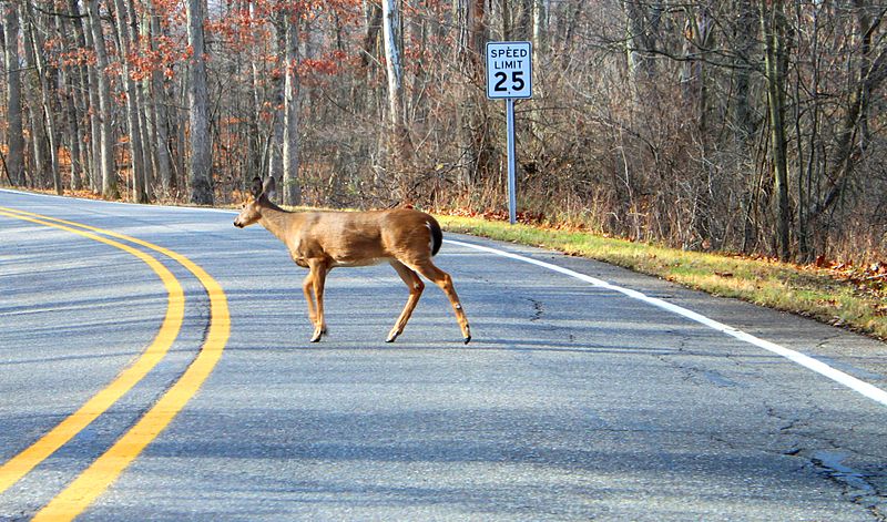 Why did the deer cross the road? To return to the scene of the crime! Photo: Dwight Burdette