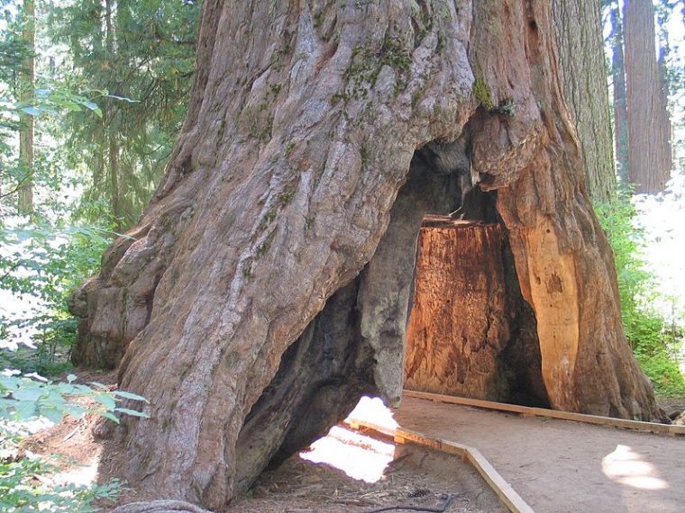 The Pioneer Cabin Tree before it collapsed