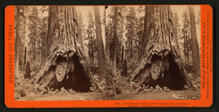 The Pioneer Cabin Tree before the tunnel at its base was expanded