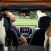 New Chevy Cruze Hatchback commercial, "Real Dogs Not Actors"