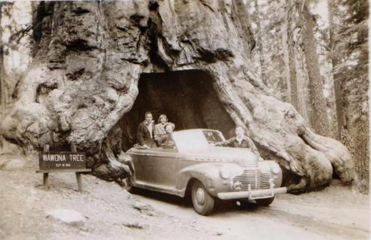 Another tunnel tree, the Wawona Tree, which was once located in California before it fell as well