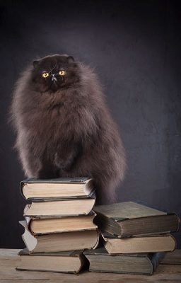 cat sitting on stack of books novels reading literature