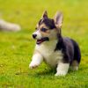 corgi puppy