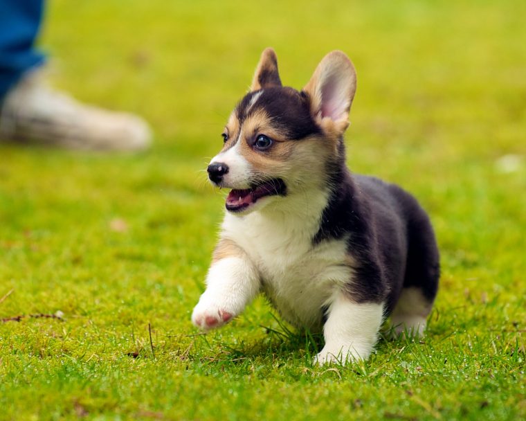 corgi puppy