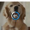 personalized subaru thank you video dogs
