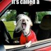 turn signal dog