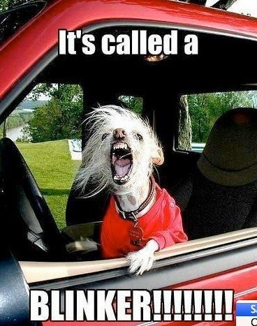 turn signal dog