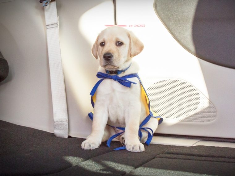 Foley is the first official four-legged mascot for Chrysler