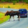 Moose crossing