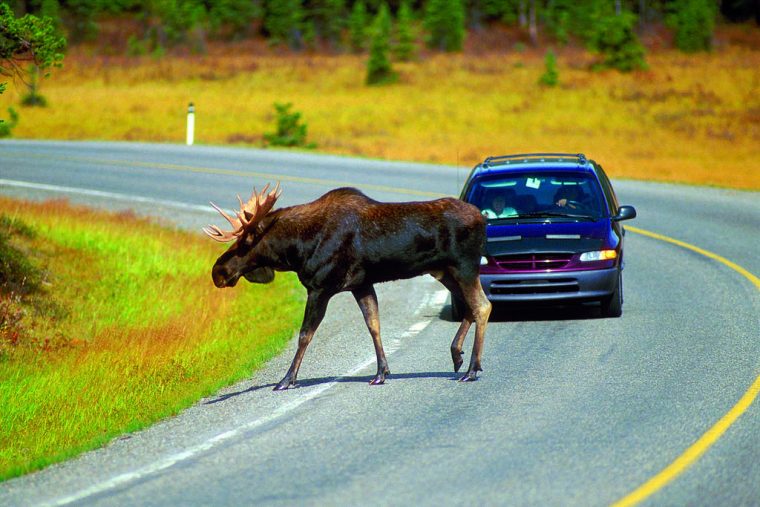 Moose crossing