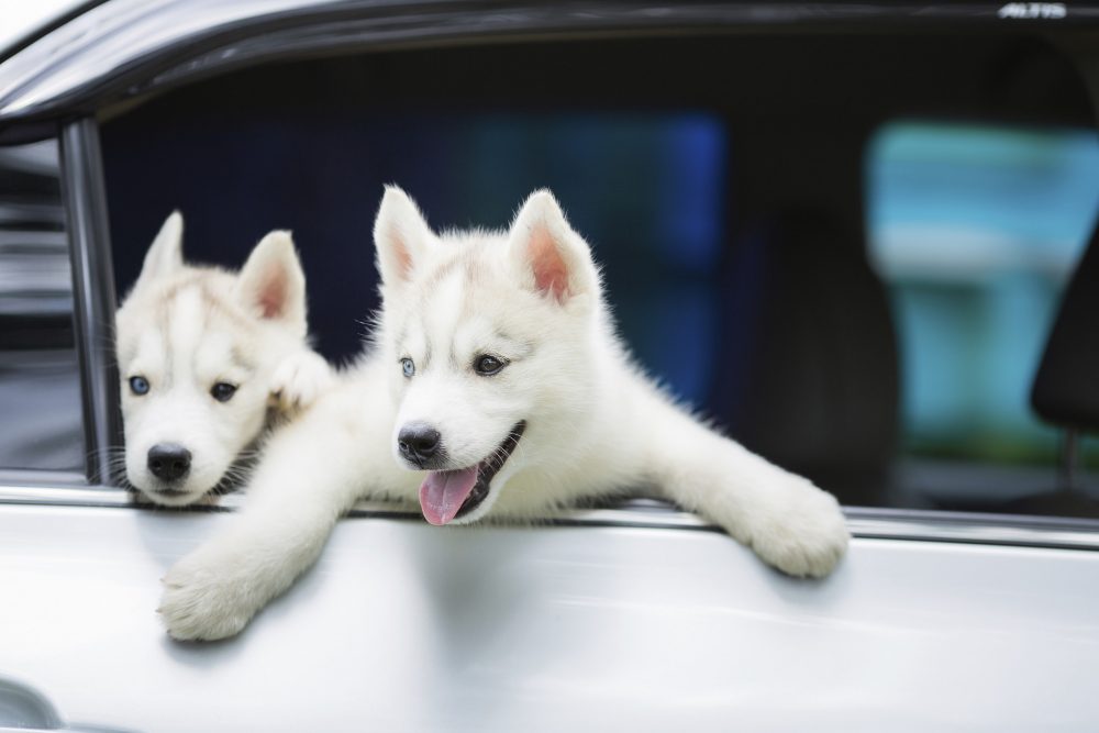 Dogs in Car Window