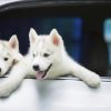 Dogs in Car Window