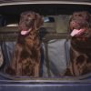 Dogs in Car