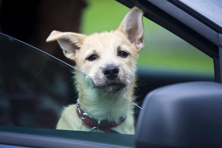 Dog in Car