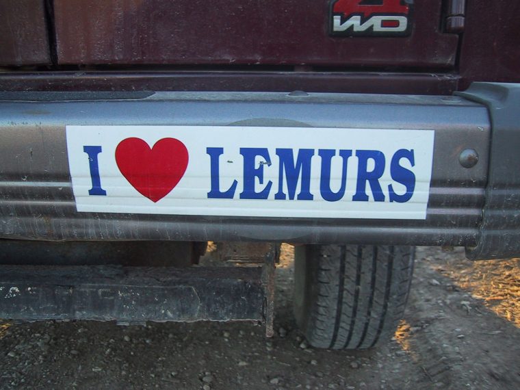 Lemur Love Car Bumper Sticker History Origin Meaning Trend