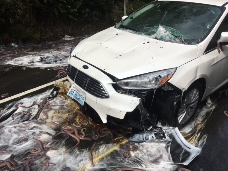 Oregon Hagfish crash slimed car