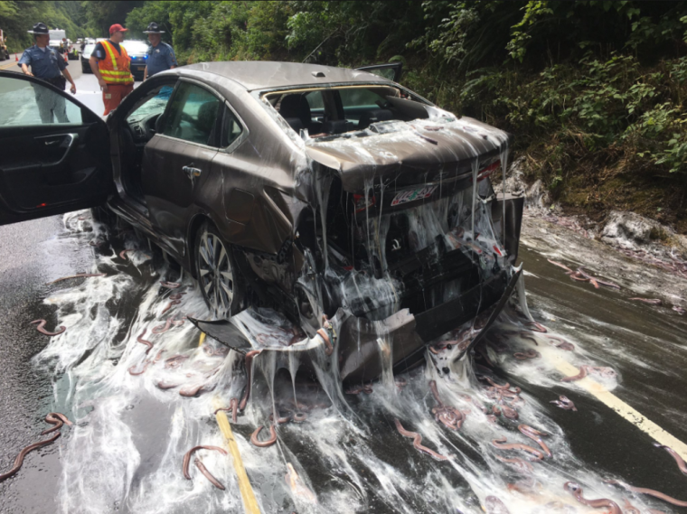 Oregon Hagfish crash slimed car