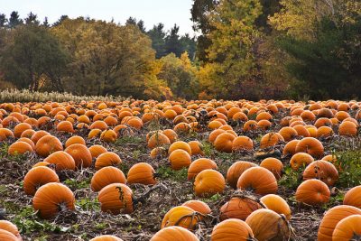 pumpkins