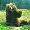 Bear Waving