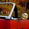 skeleton driver