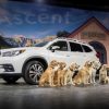 2019 Subaru Ascent reveal