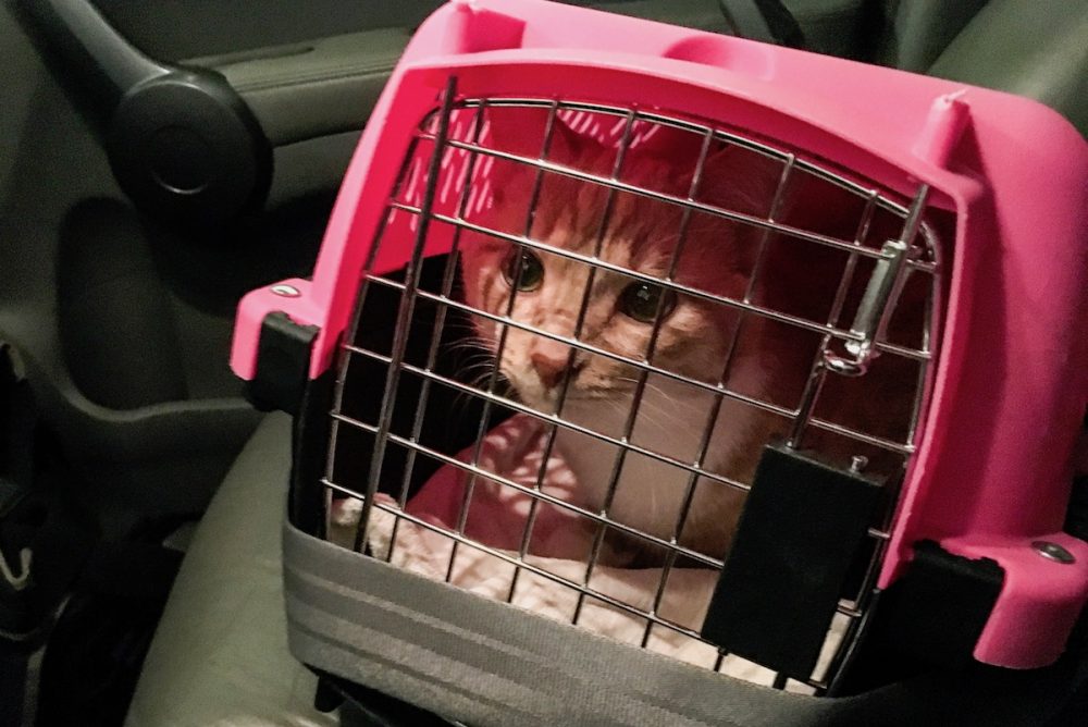 Cat in Crate in Car