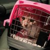 Cat in Crate in Car