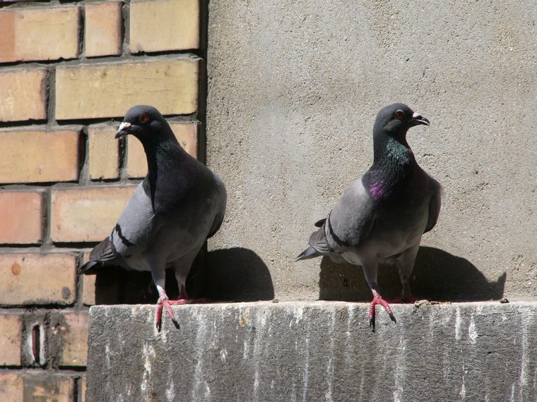 pigeons