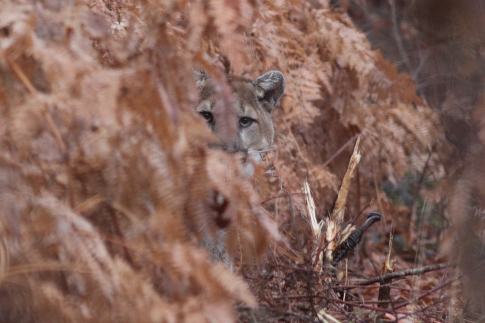 Mountain Lion