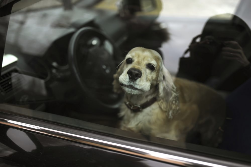 Dog in Car