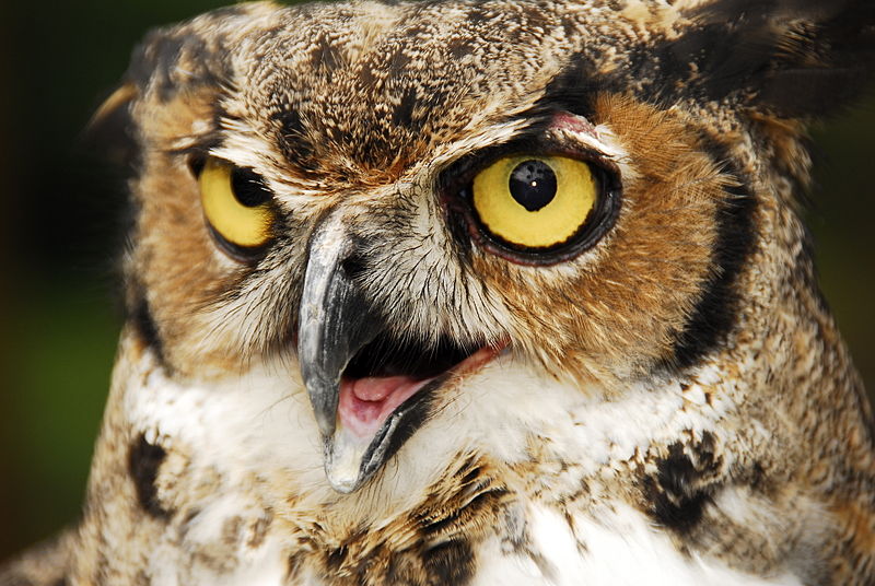 Great Horned Owl Gets 