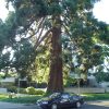 car parked under tree