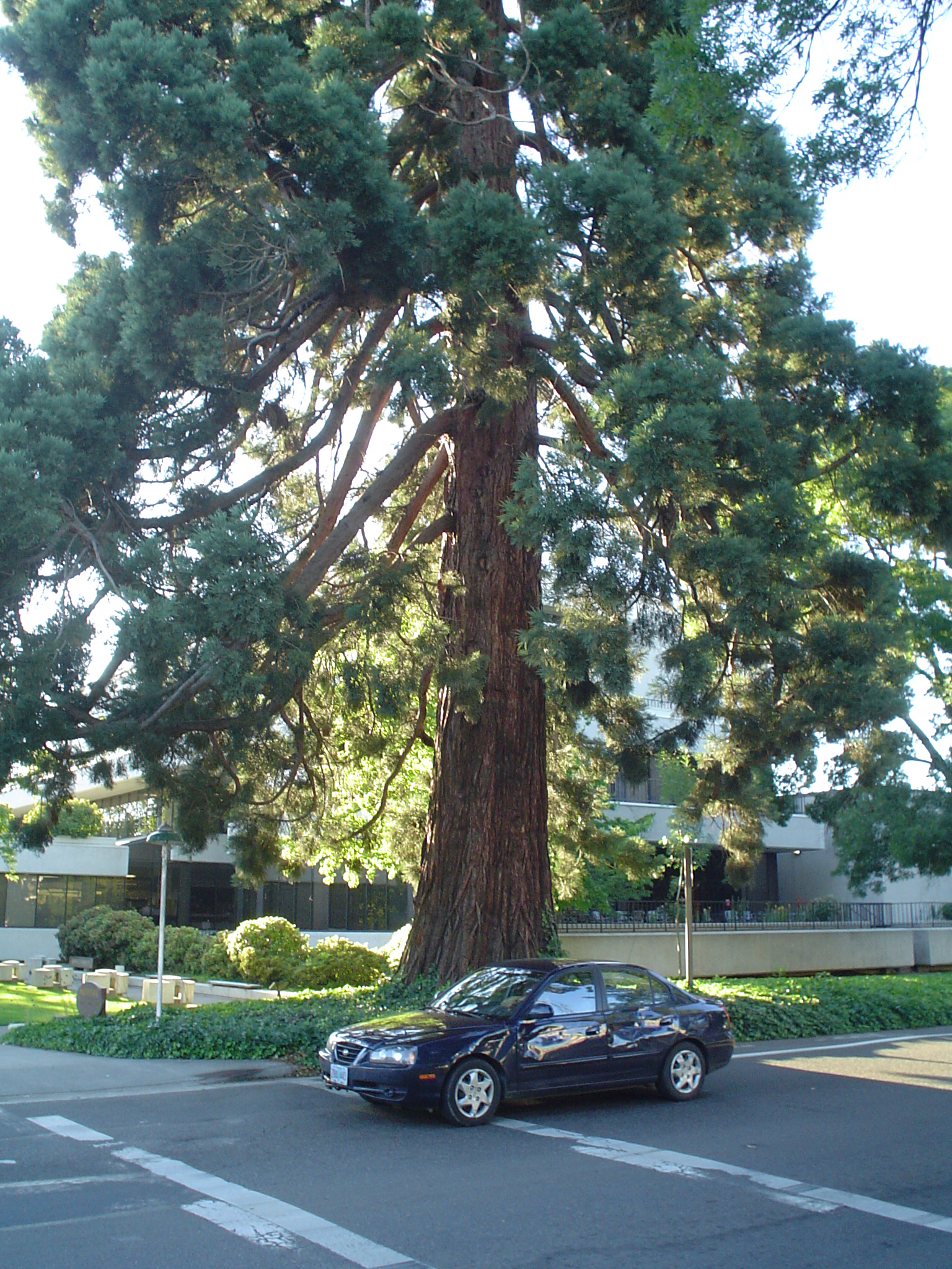 car parked under tree