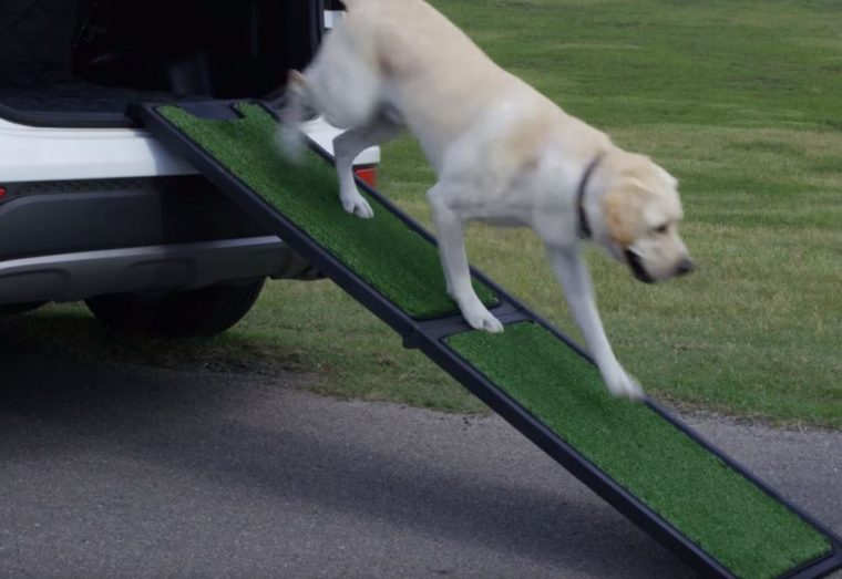 dog ramp