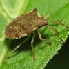 stink bug