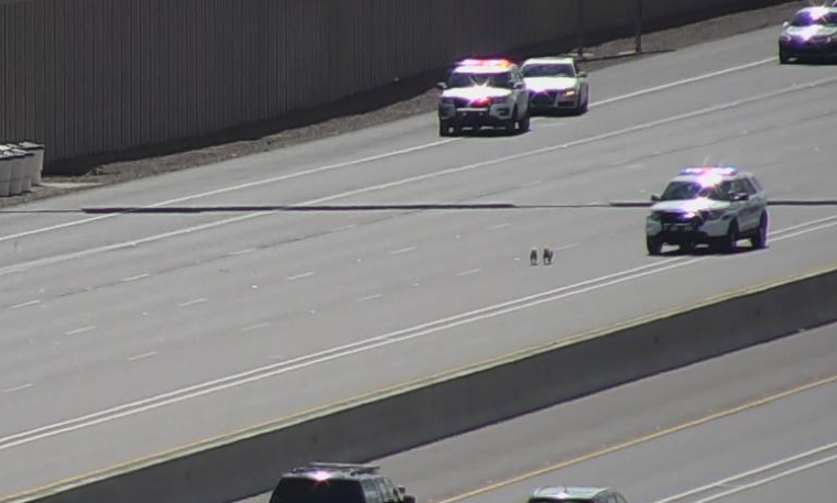 Dog Chase on Highway in Phoenix