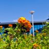 Flowers at Toyota NA Headquarters