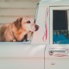 Dog in Truck