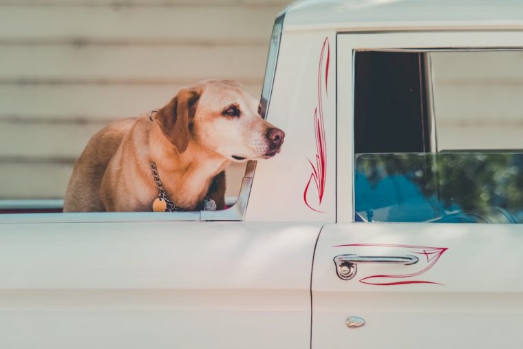 Dog in Truck