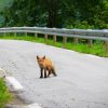 Fox in the Road