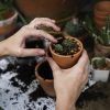 Person Planting a Plant