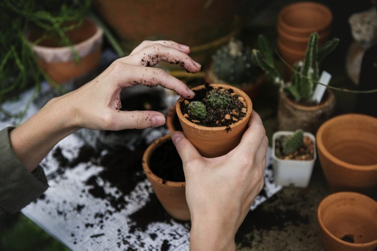 Person Planting a Plant