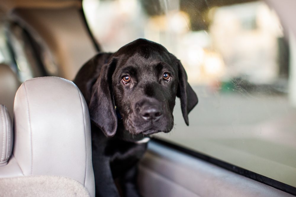 Dog Hot Car