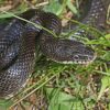 Black Rat Snake