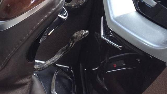 Snake in Car